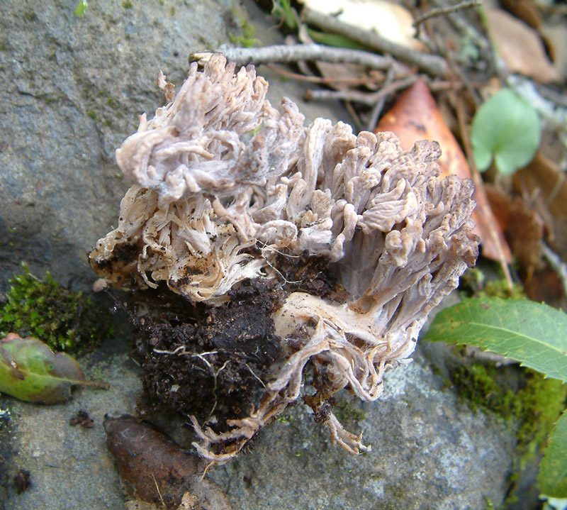 Clavulina rugosa o cinerea?