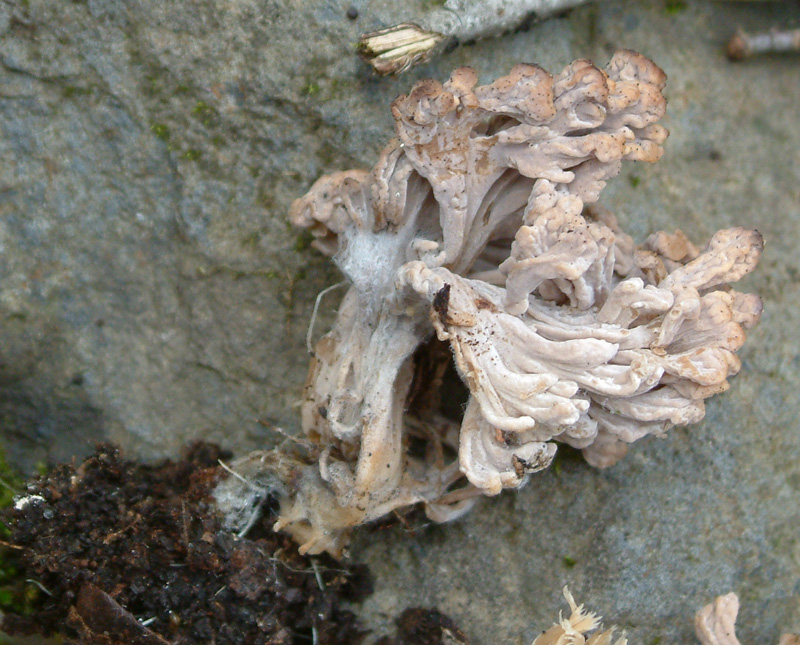 Clavulina rugosa o cinerea?