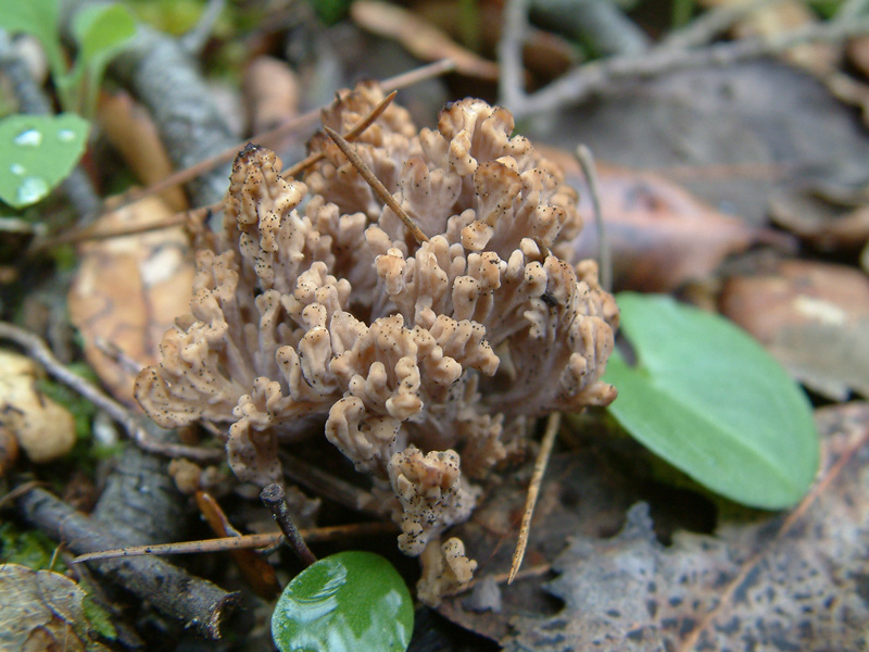 Clavulina rugosa o cinerea?