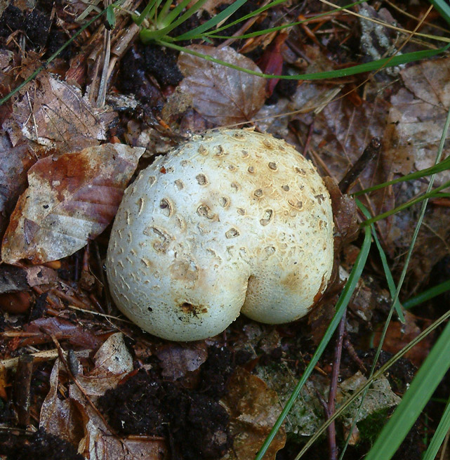 sometimes... funghi are so creative!