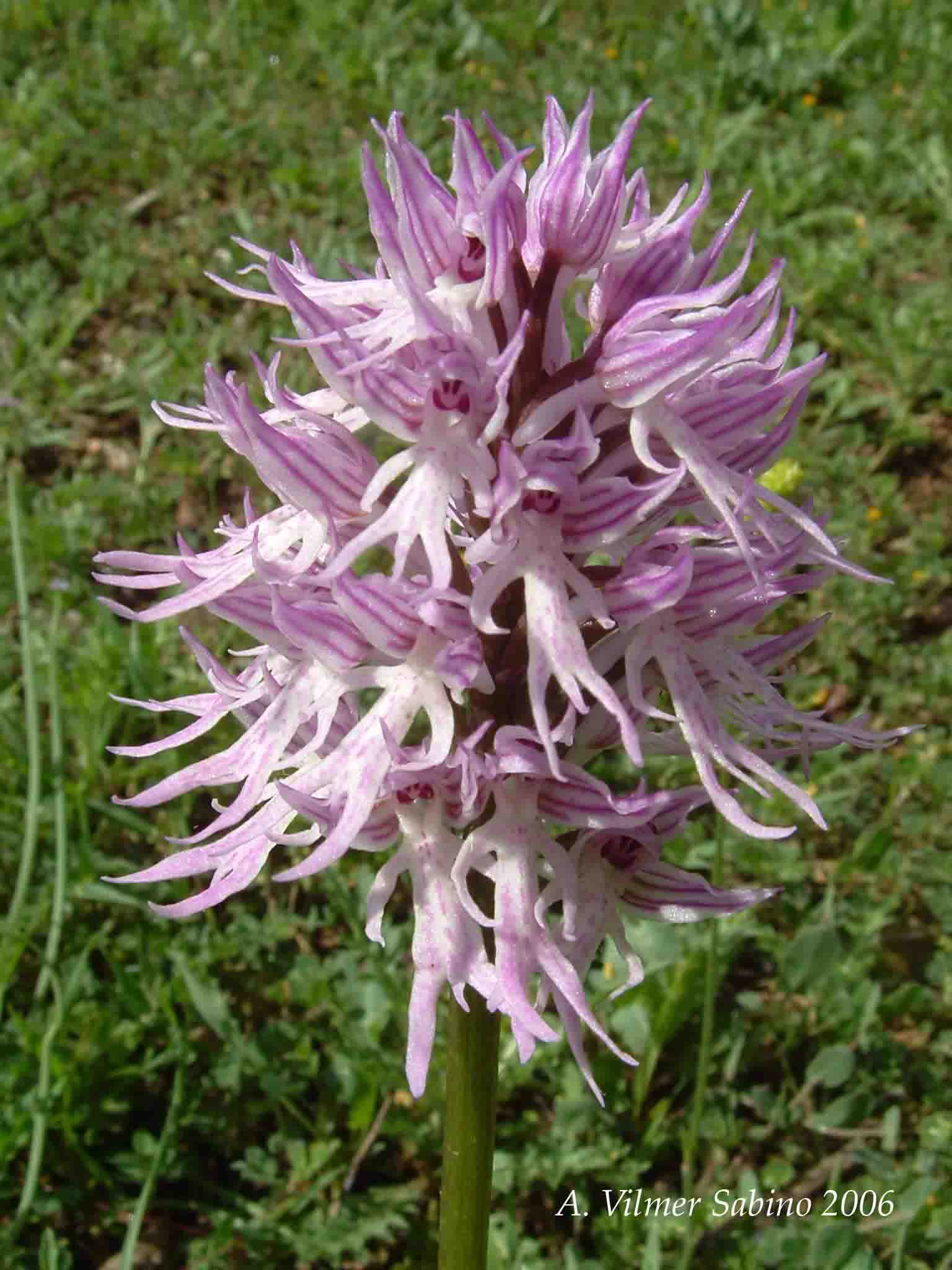 Ophrys, Orchis & ...