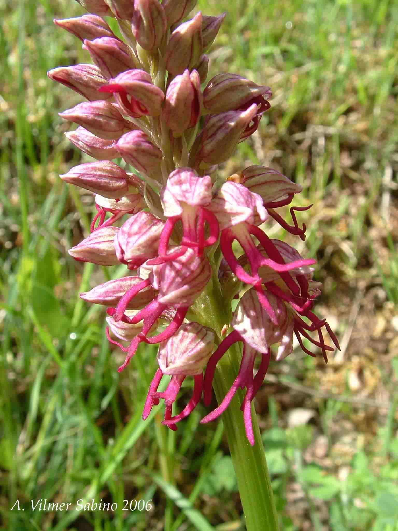 Ophrys, Orchis & ...