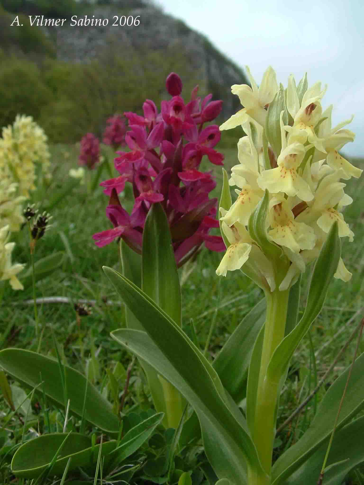 Ophrys, Orchis & ...