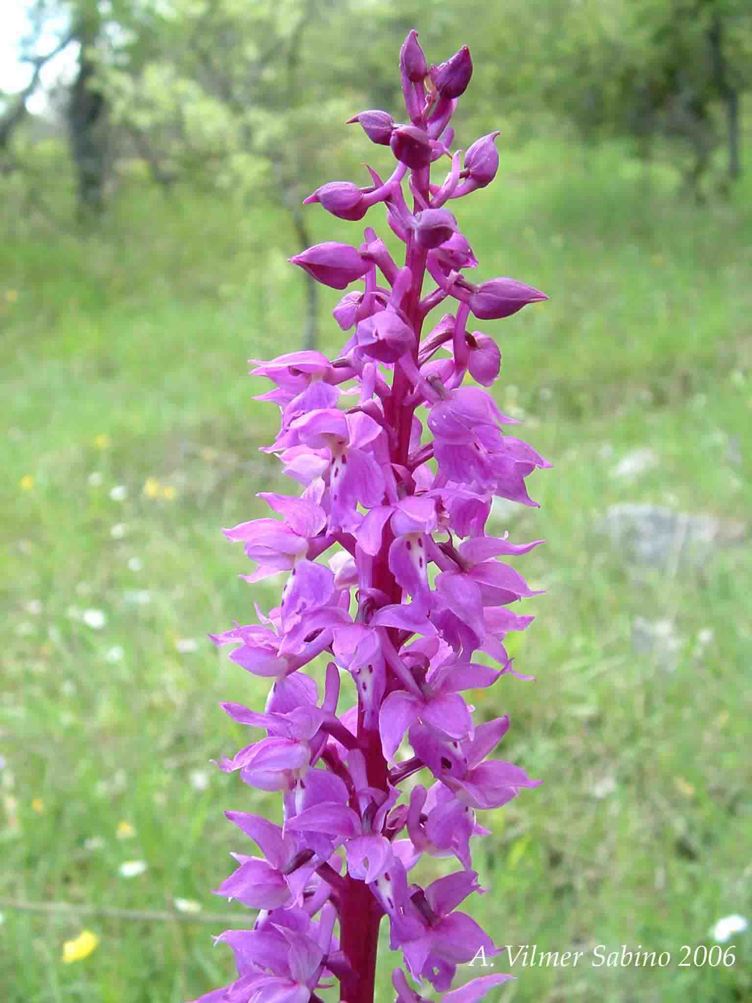 Ophrys, Orchis & ...
