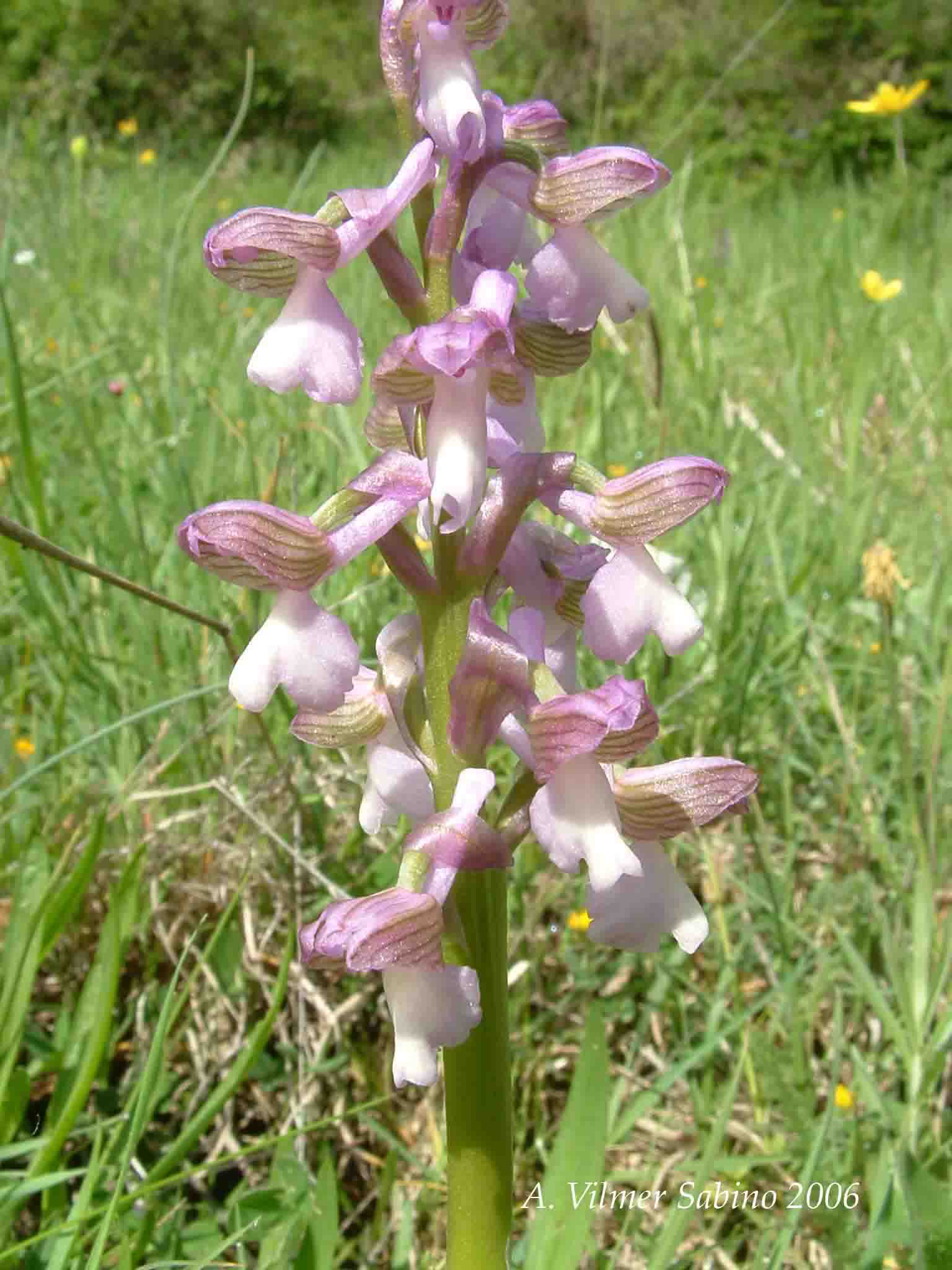 Ophrys, Orchis & ...