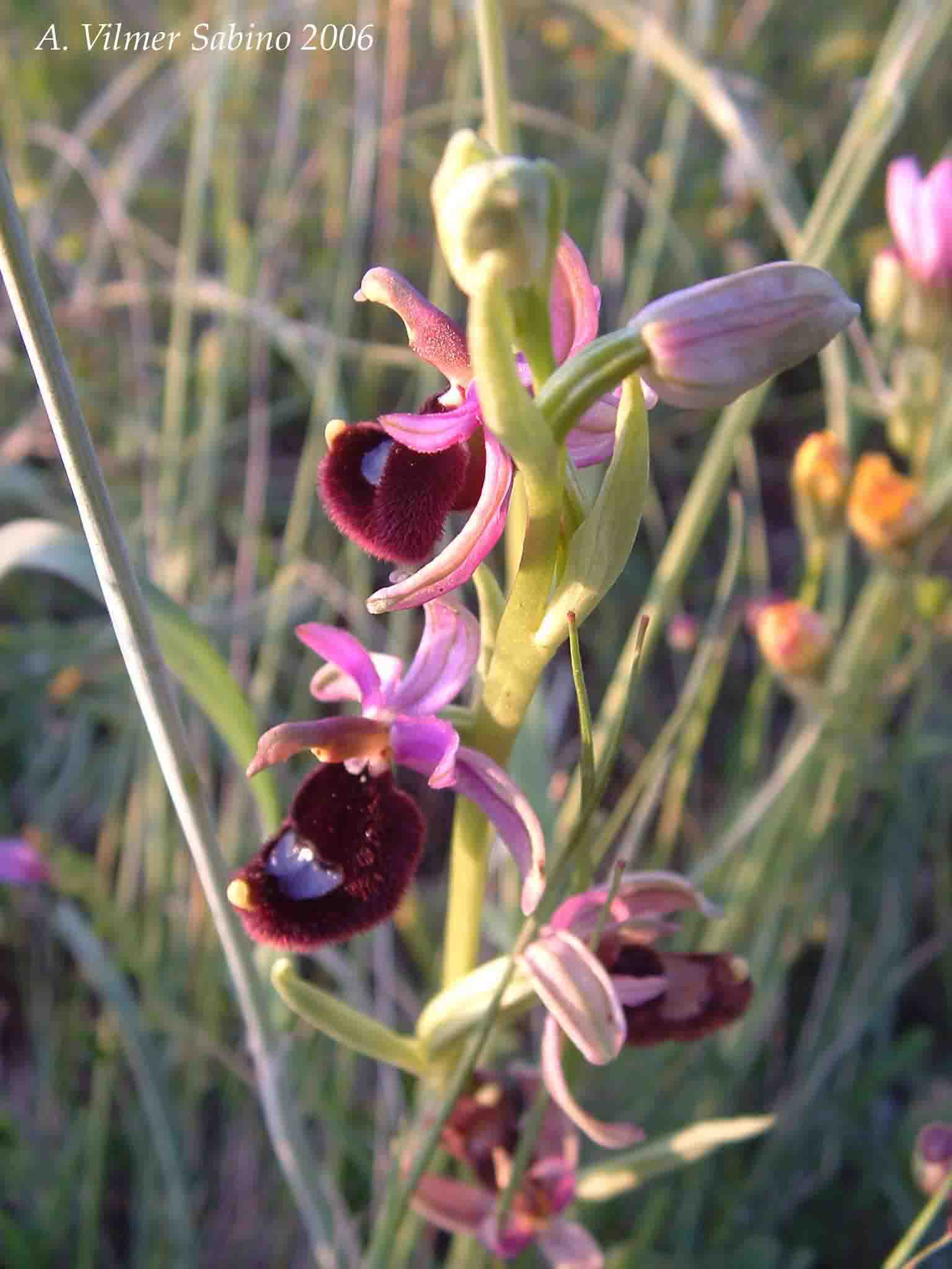 Ophrys, Orchis & ...