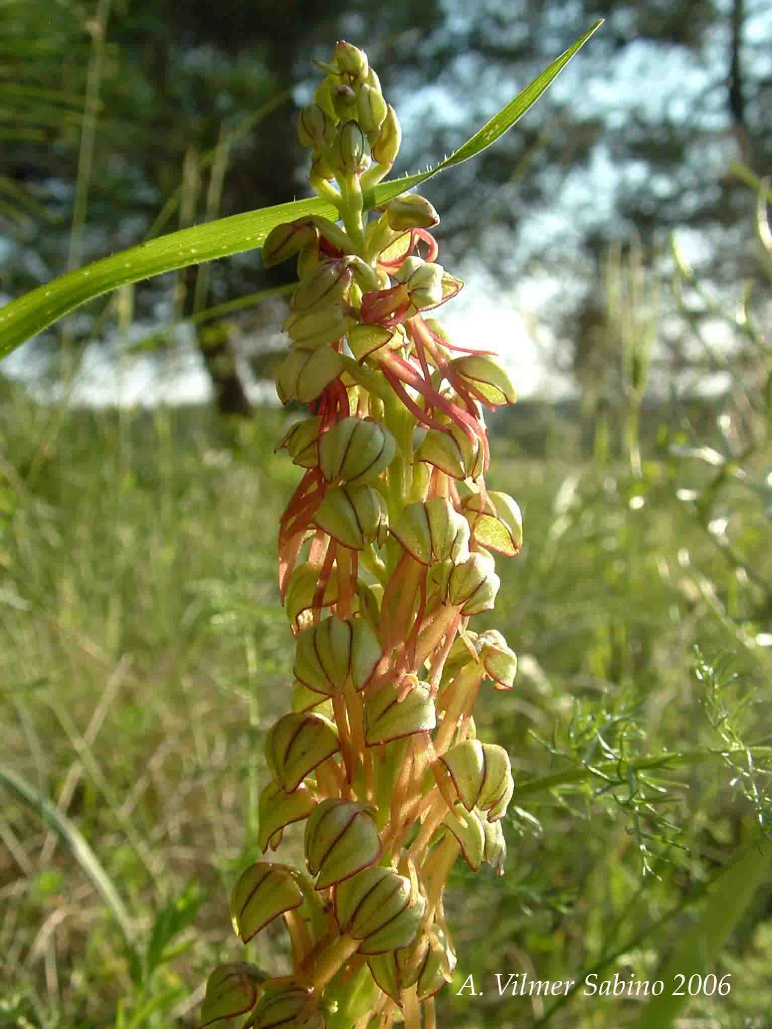 Ophrys, Orchis & ...