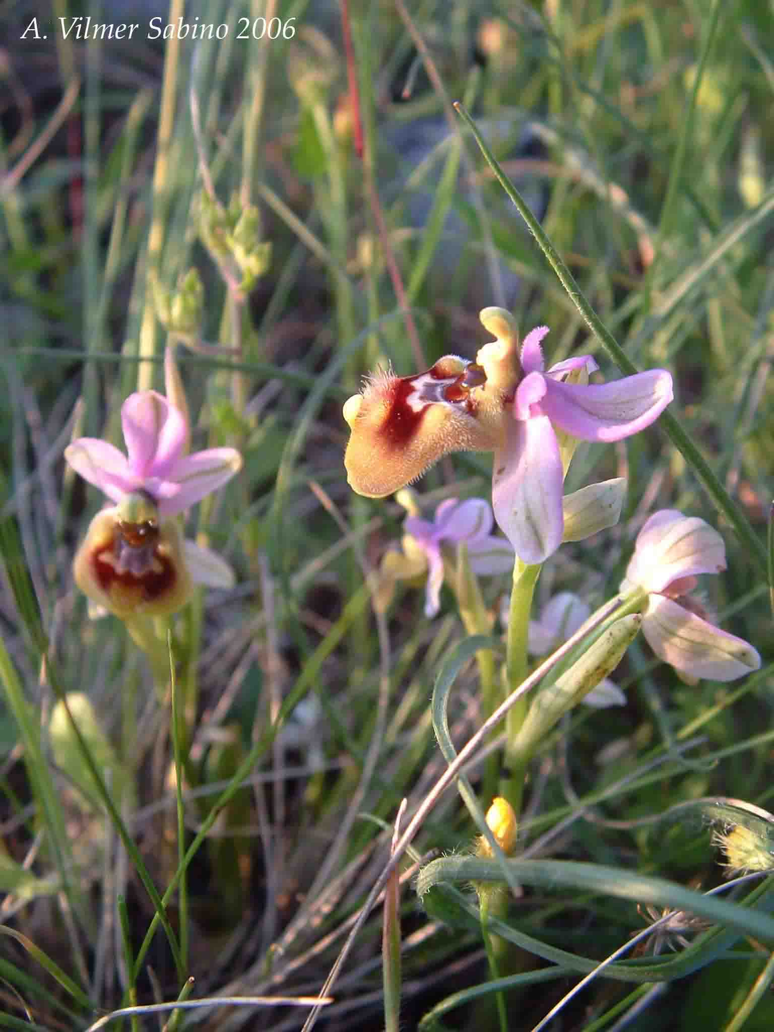 Ophrys, Orchis & ...