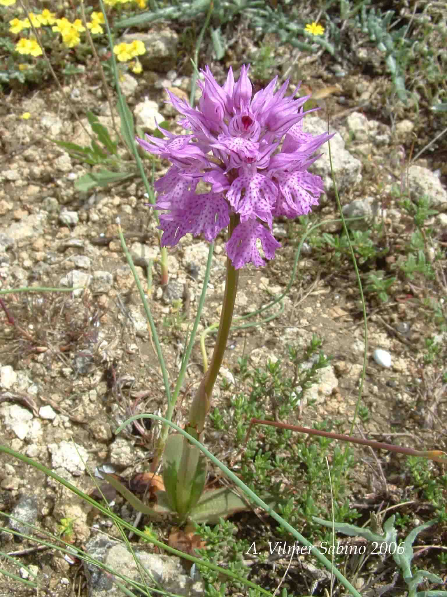 Ophrys, Orchis & ...