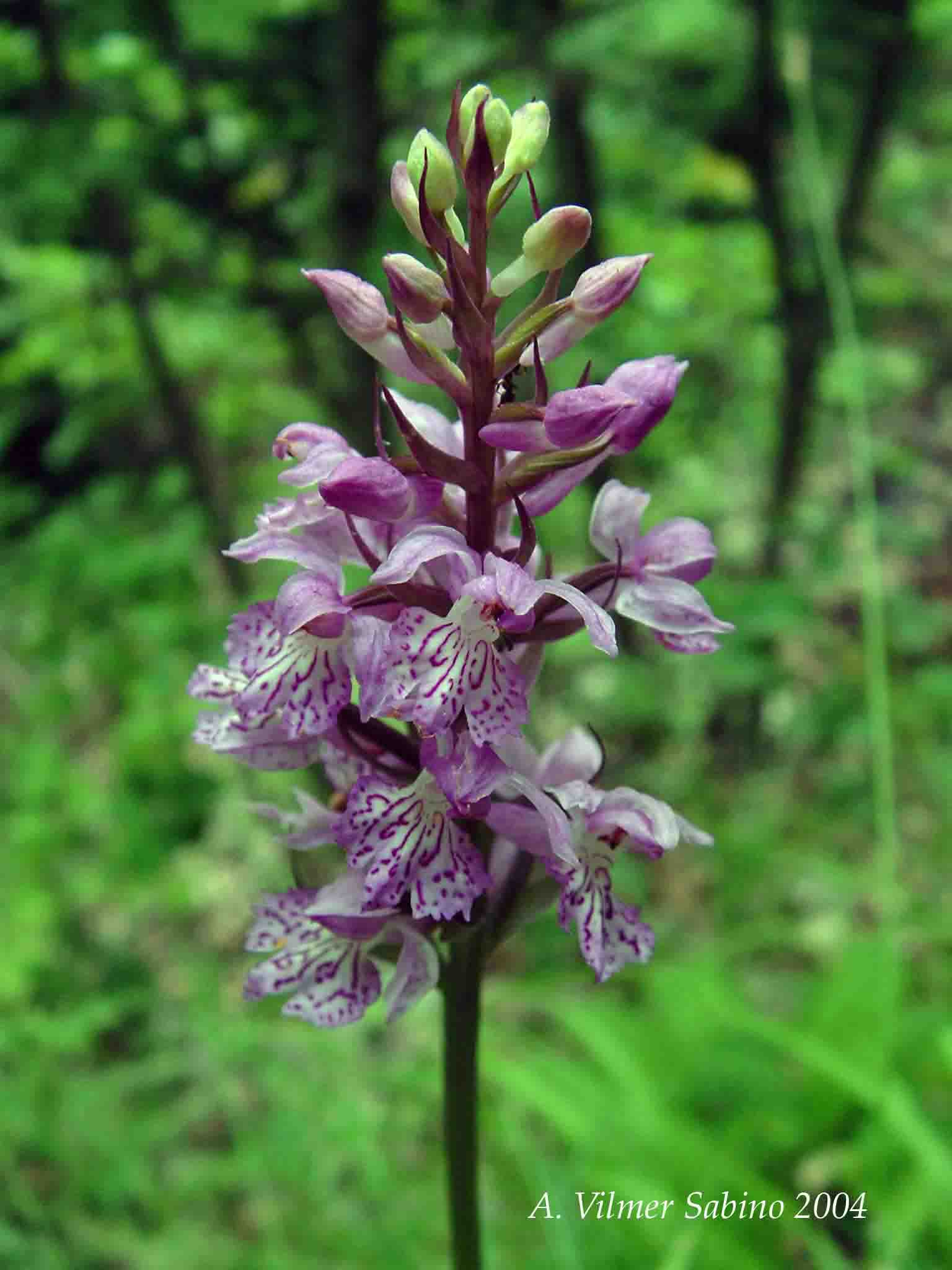 Ophrys, Orchis & ...