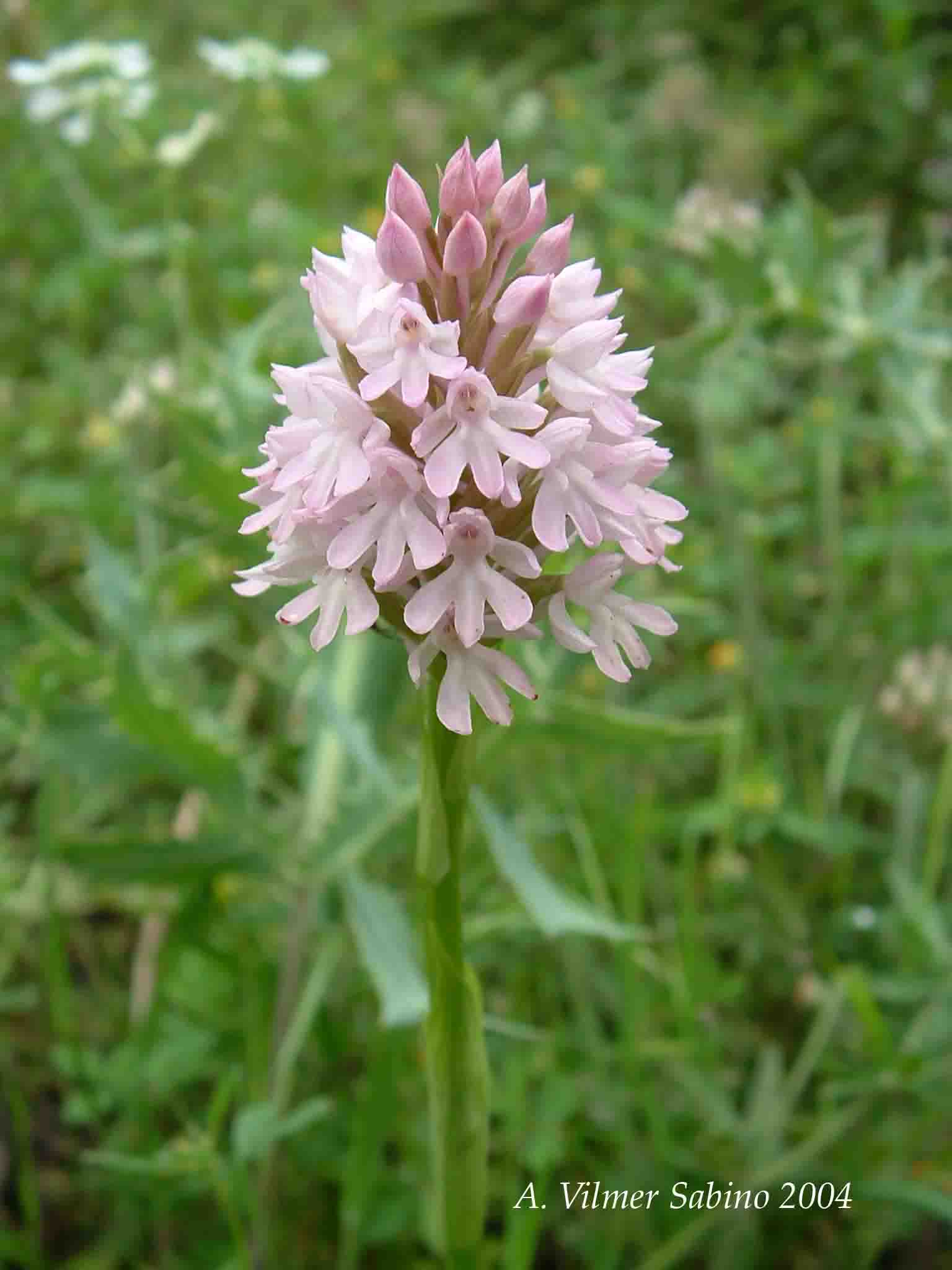Ophrys, Orchis & ...