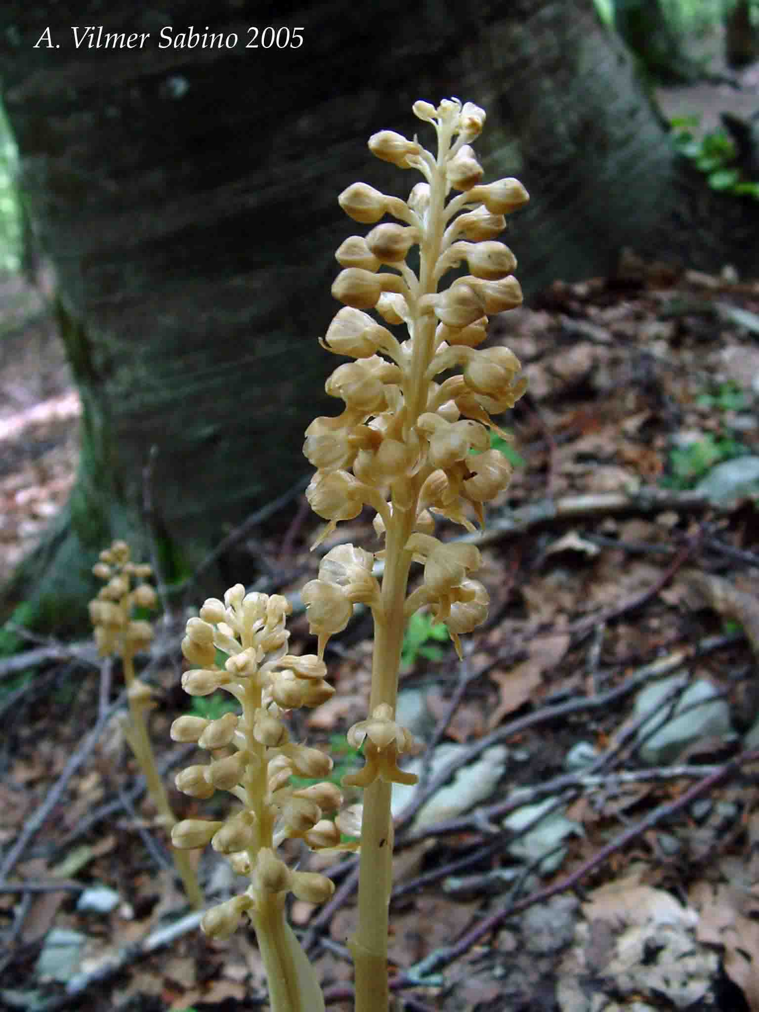Ophrys, Orchis & ...