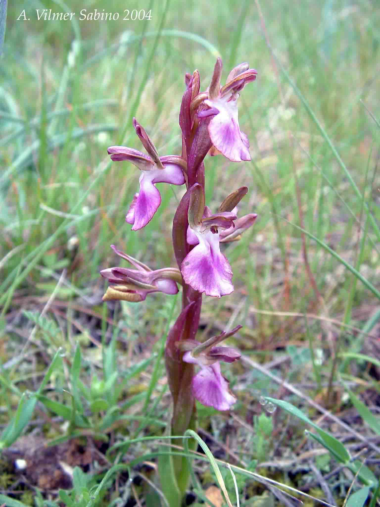 Ophrys, Orchis & ...
