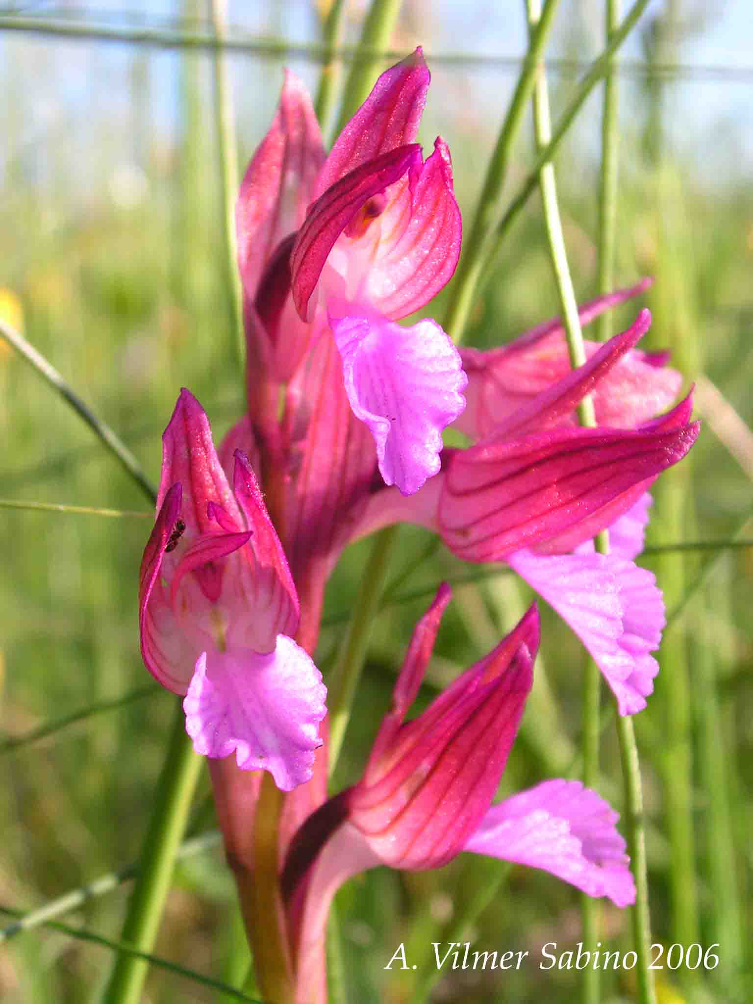 Ophrys, Orchis & ...