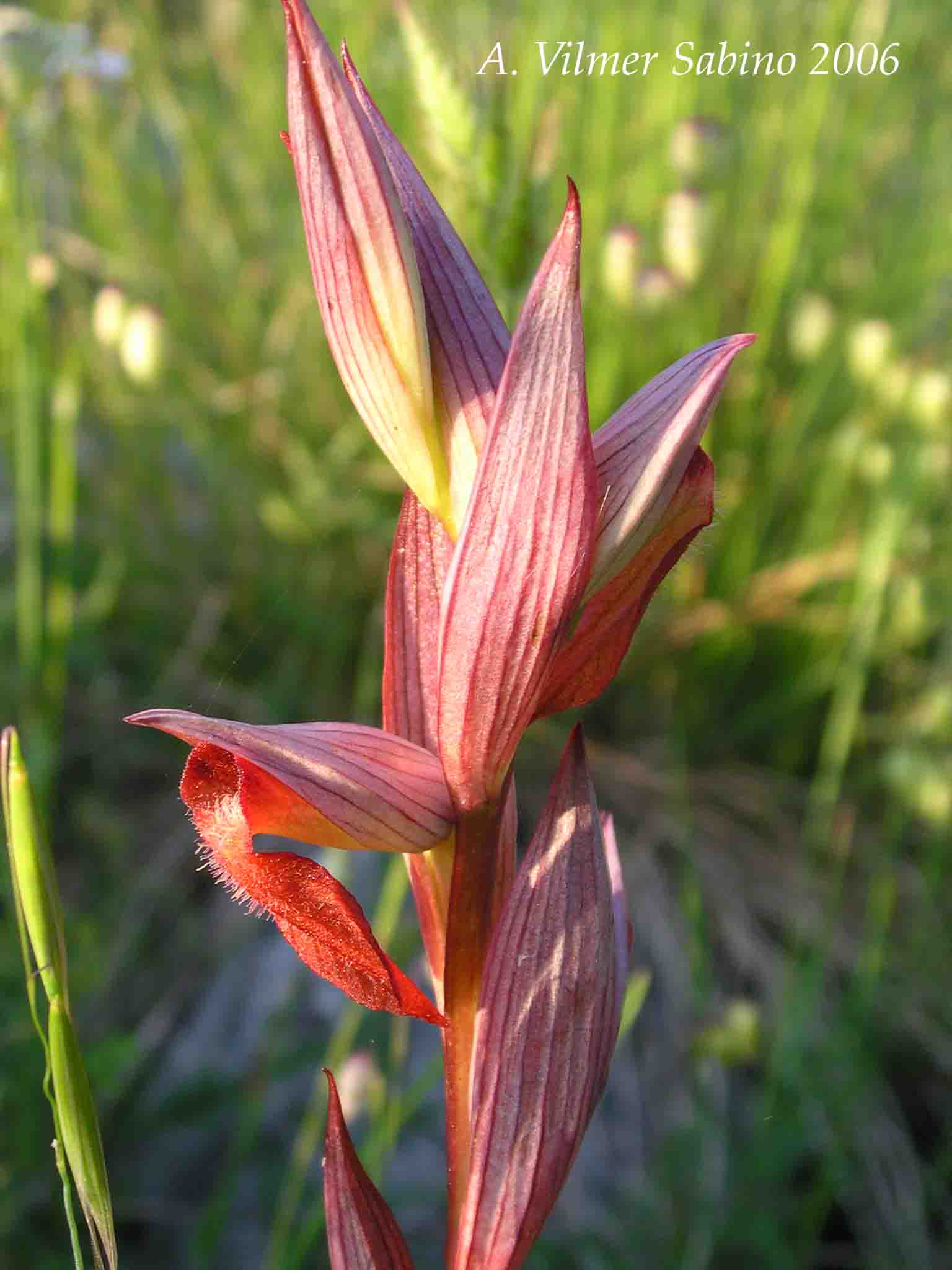 Ophrys, Orchis & ...