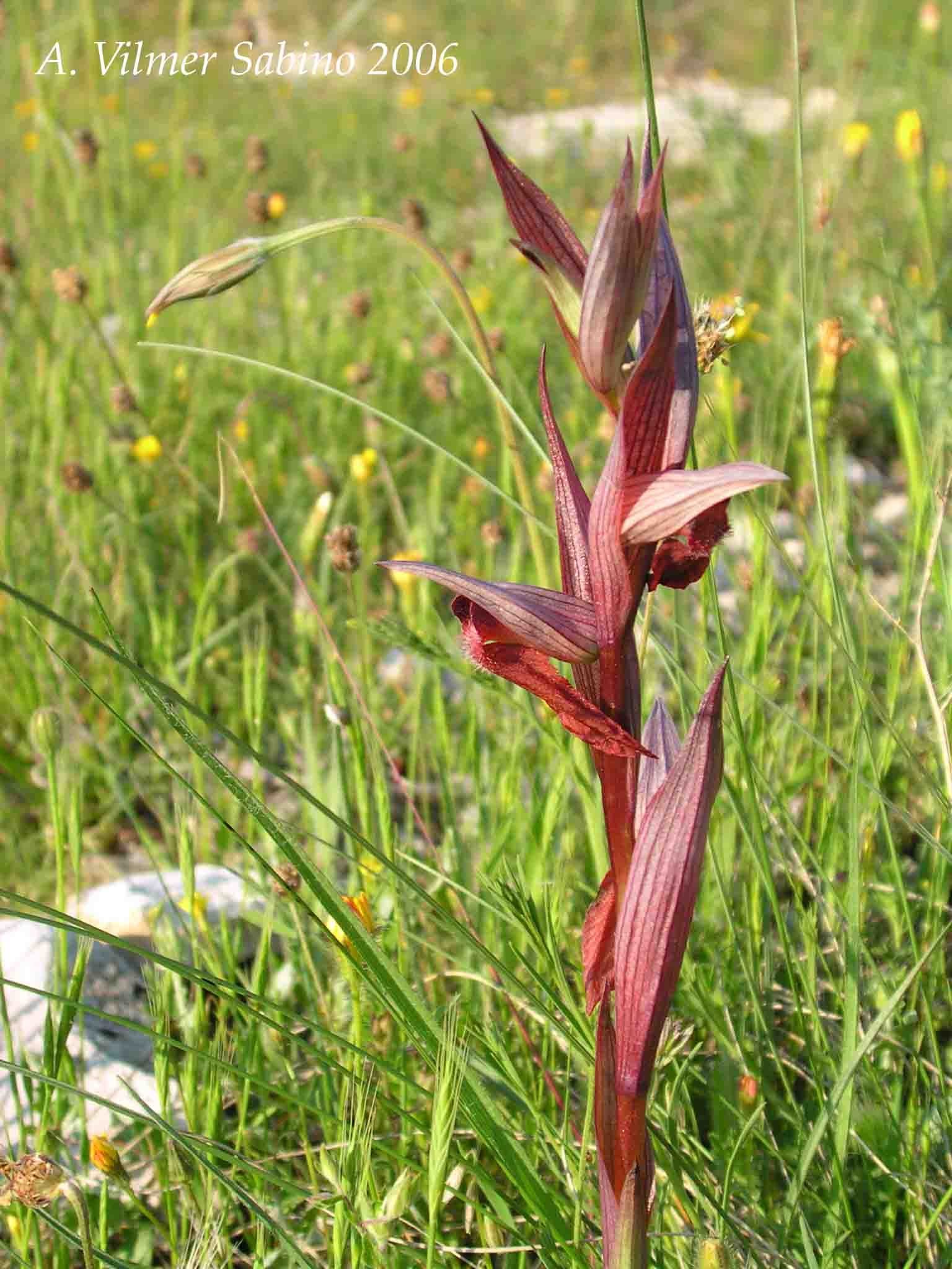 Ophrys, Orchis & ...