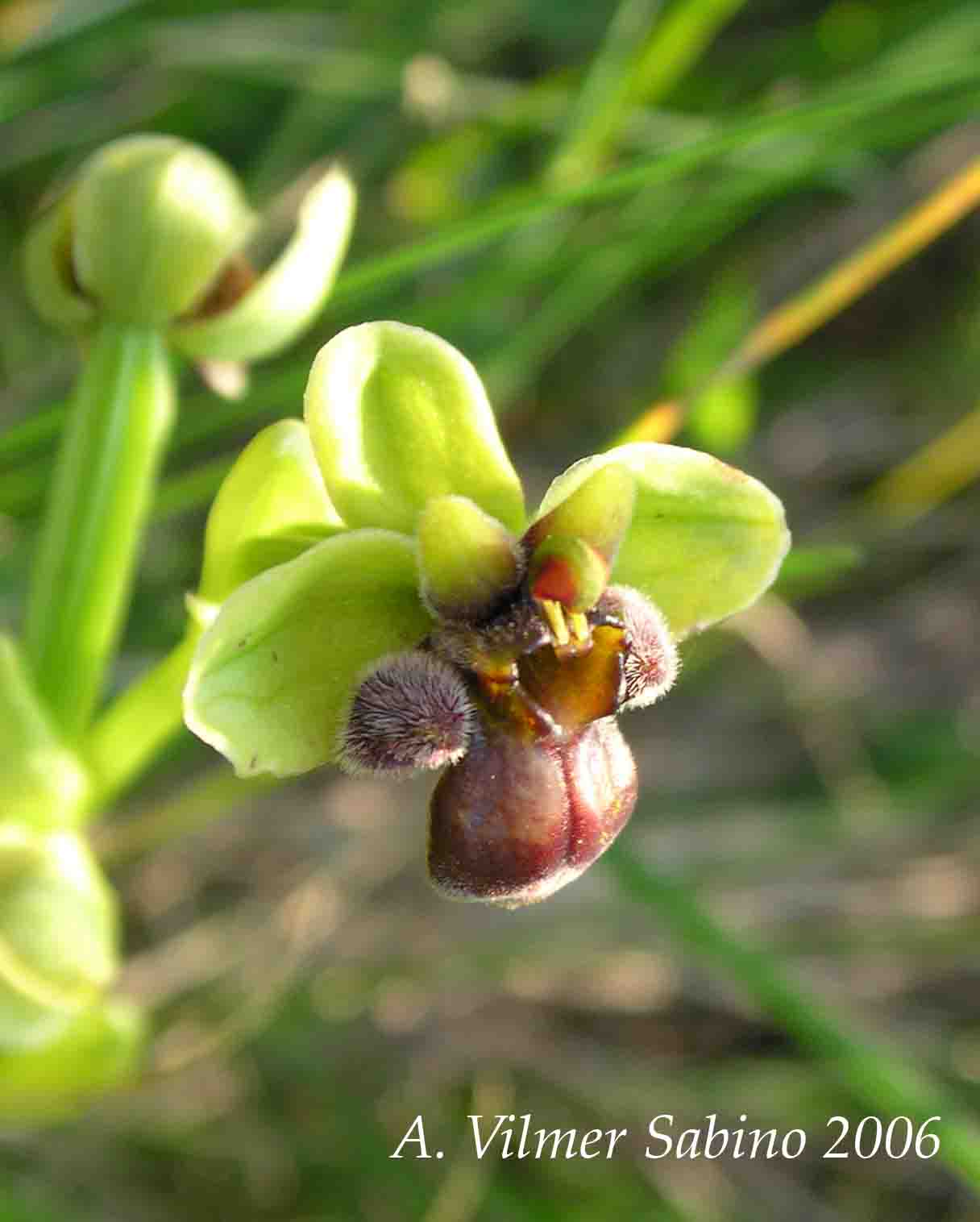 Ophrys, Orchis & ...