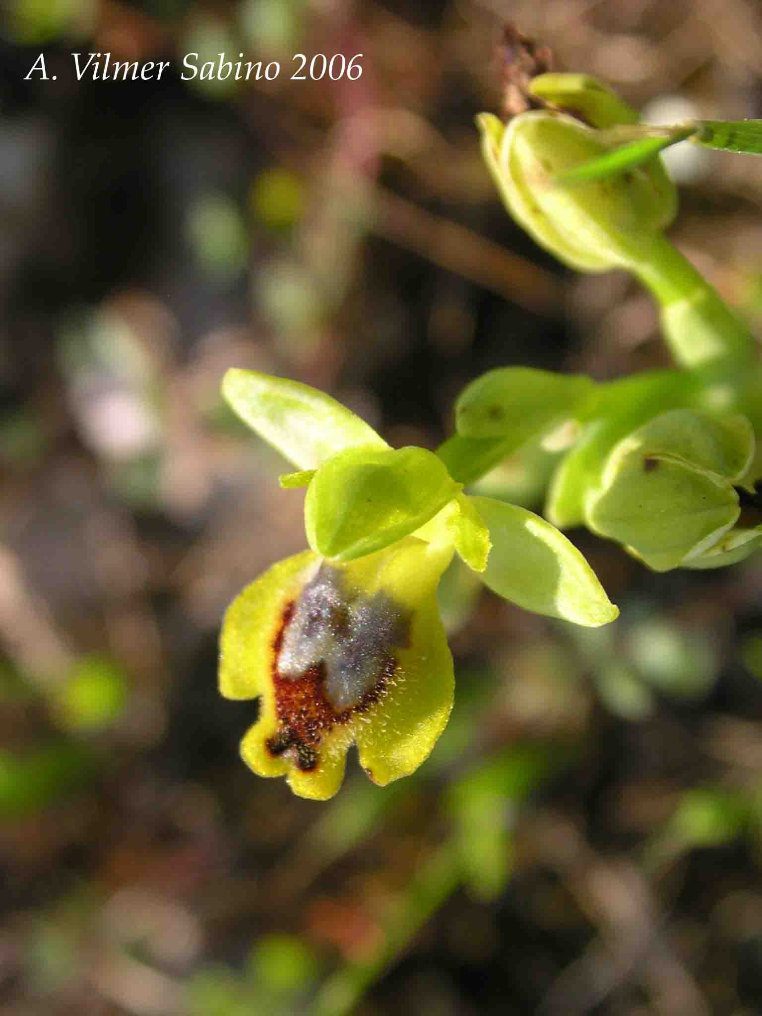 Ophrys, Orchis & ...