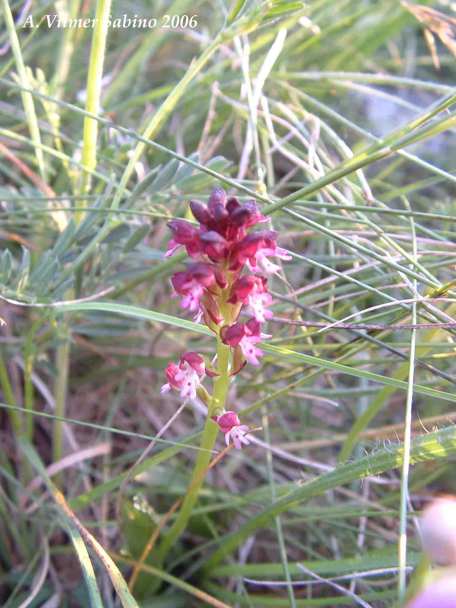 Ophrys, Orchis & ...