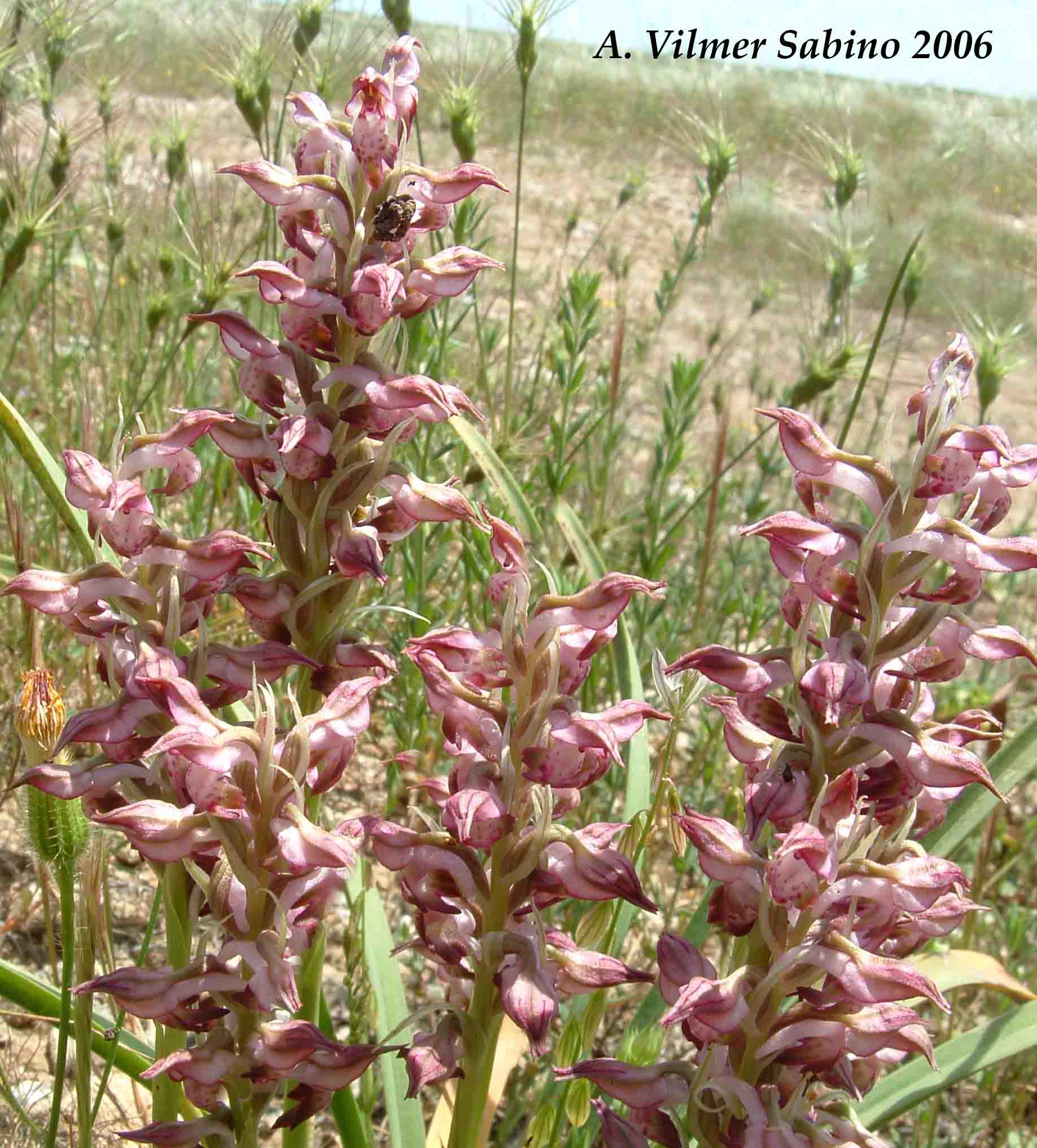 Ophrys, Orchis & ...