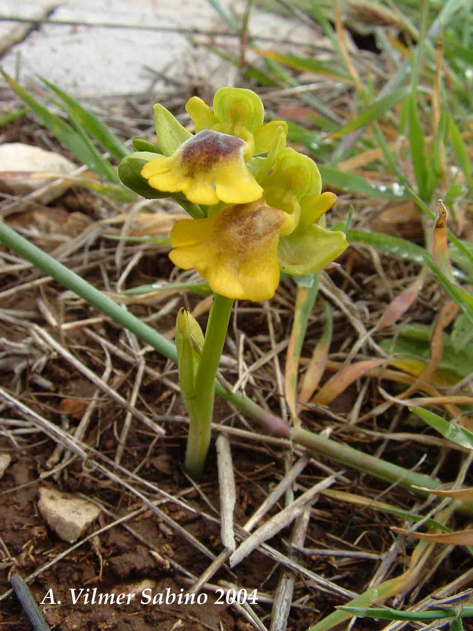 Ophrys, Orchis & ...