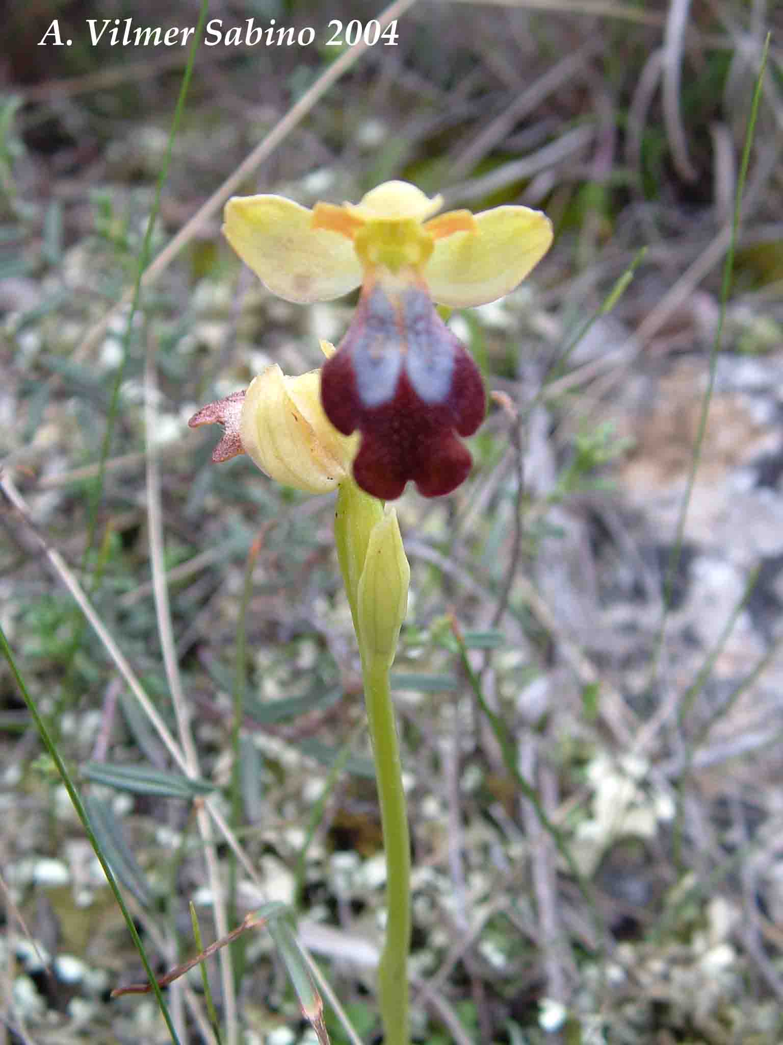 Ophrys, Orchis & ...
