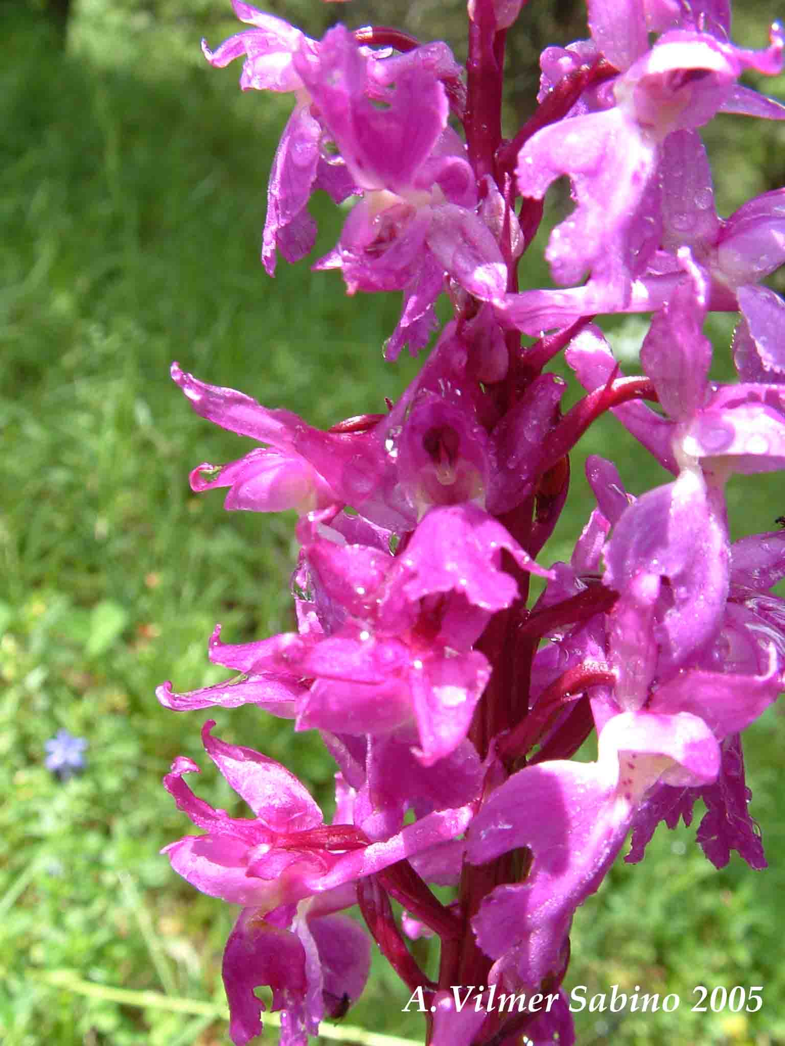 Ophrys, Orchis & ...