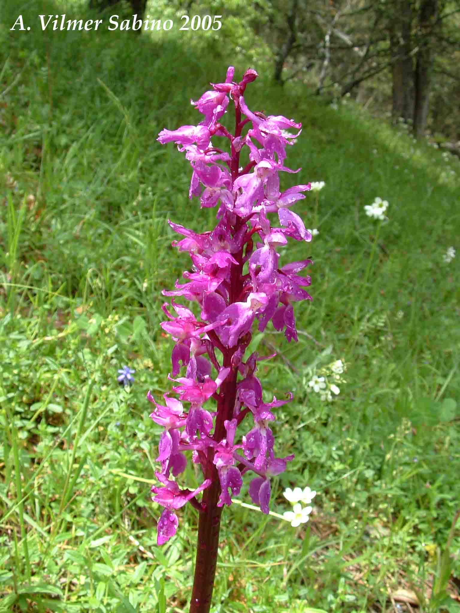 Ophrys, Orchis & ...