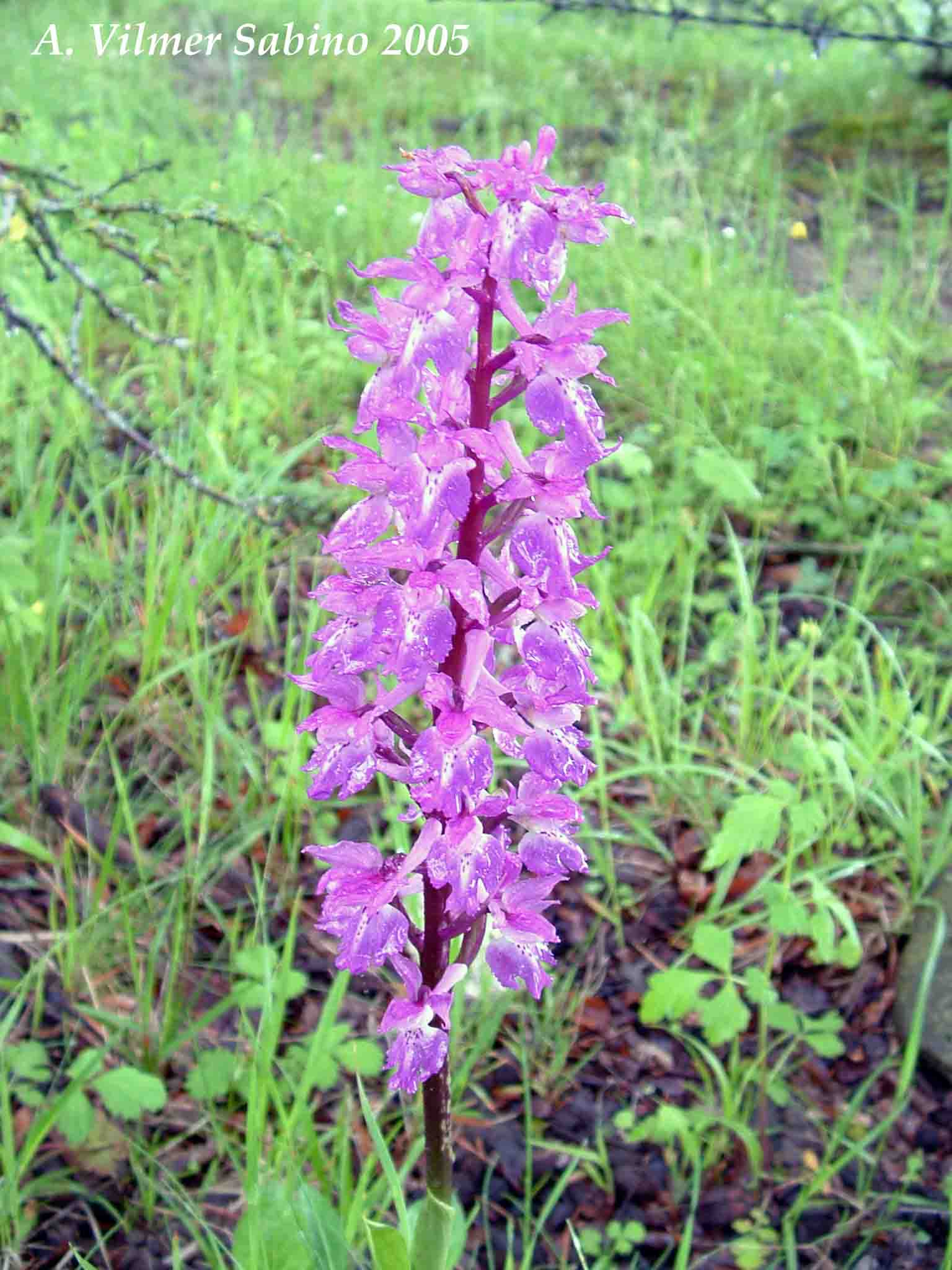 Ophrys, Orchis & ...