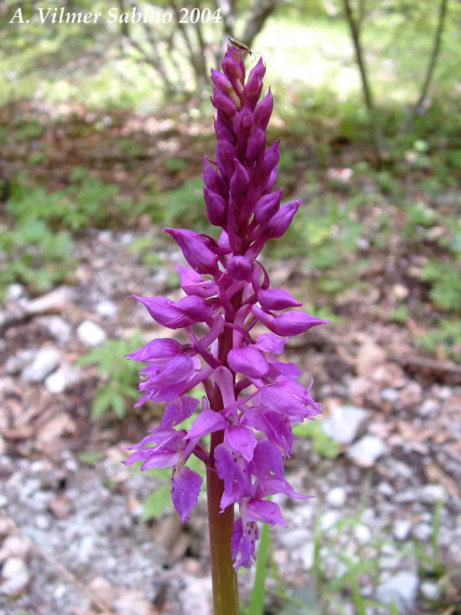 Ophrys, Orchis & ...