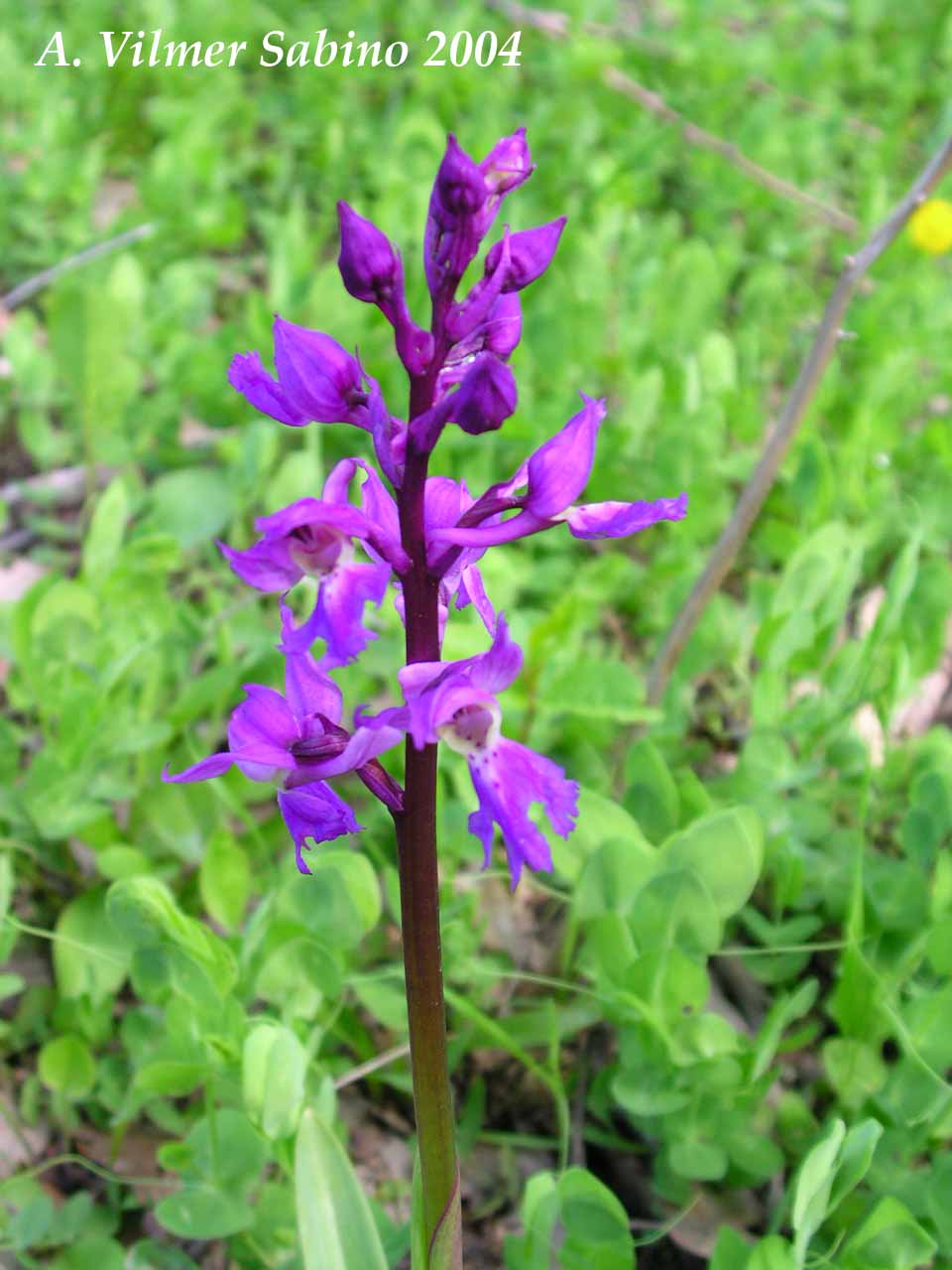 Ophrys, Orchis & ...