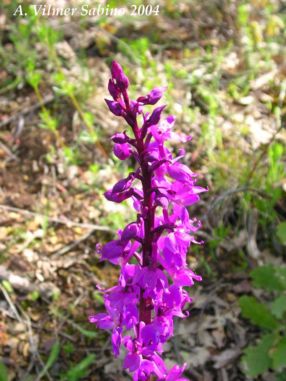 Ophrys, Orchis & ...
