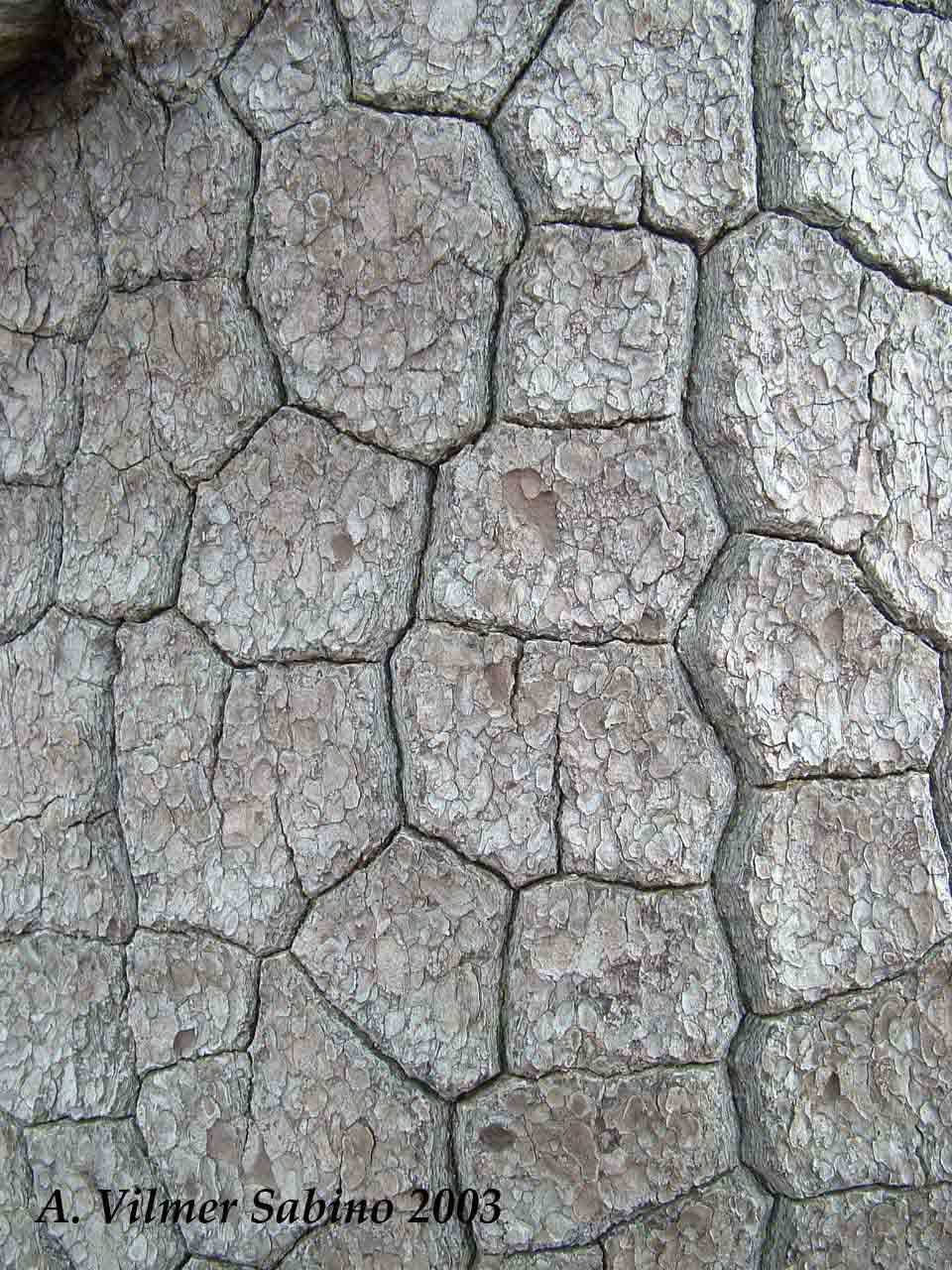 Pinus Leucodermis - PINO LORICATO