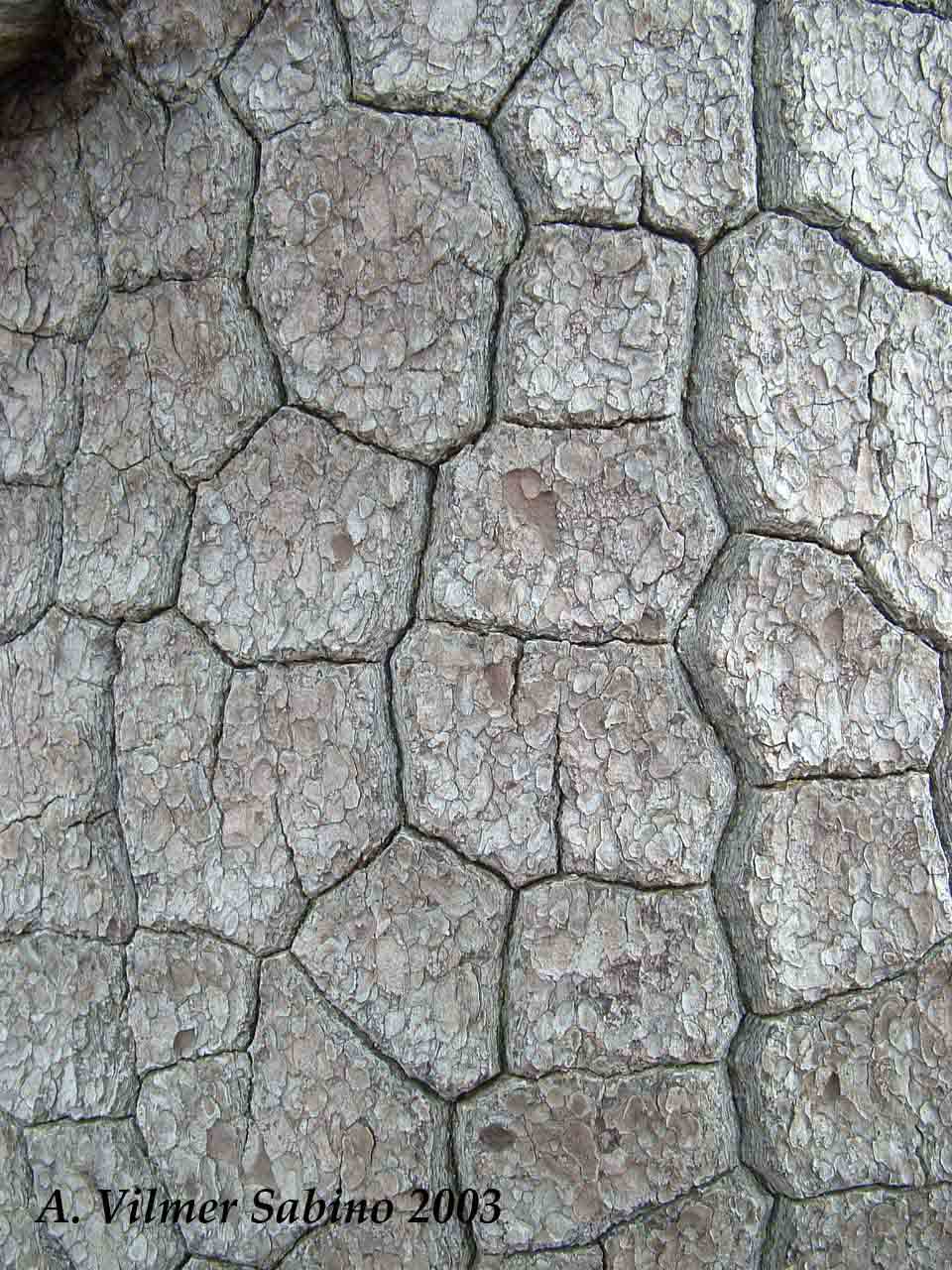 Tabella sperimentale  genere Pinus