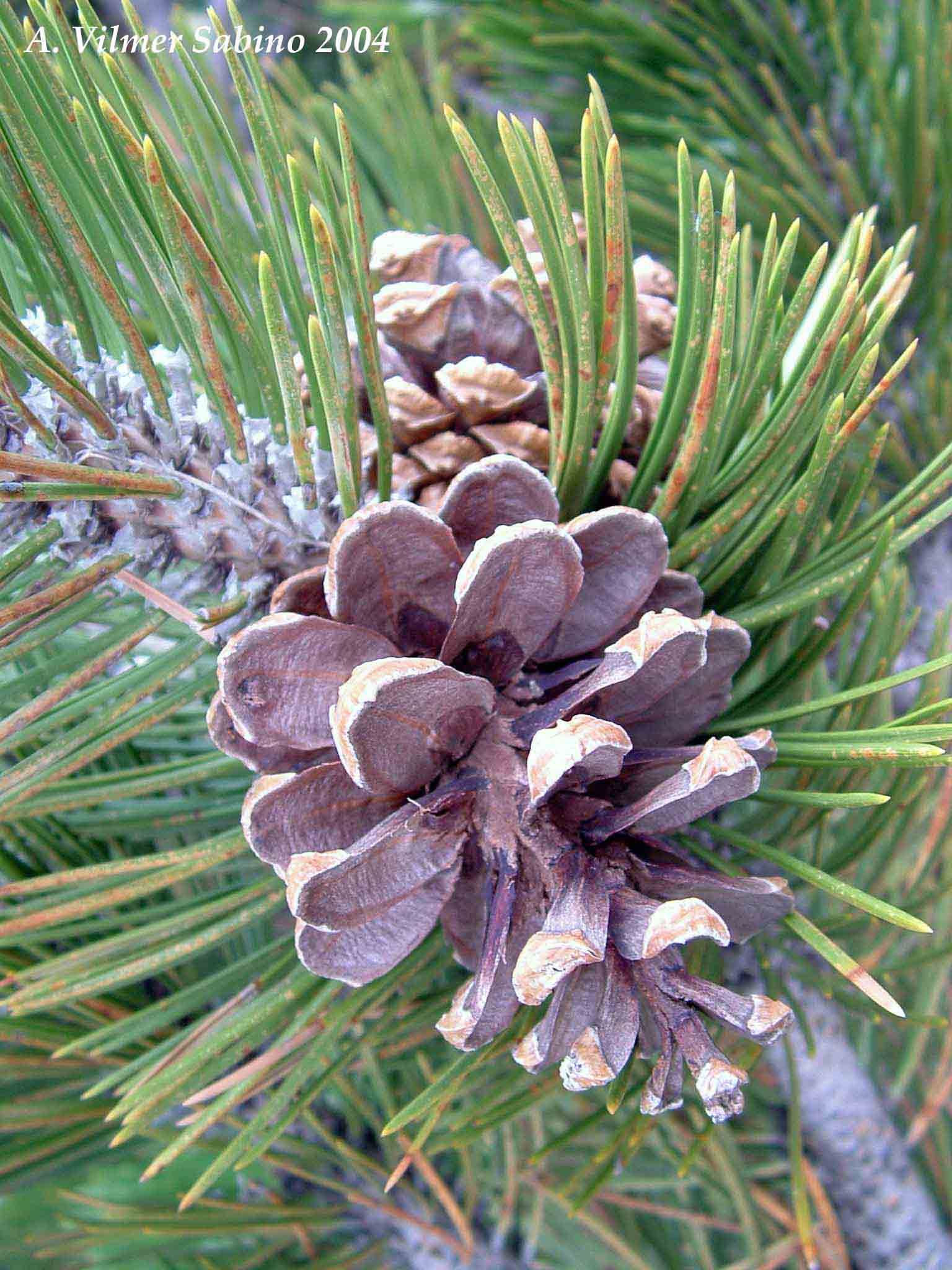 Tabella sperimentale  genere Pinus