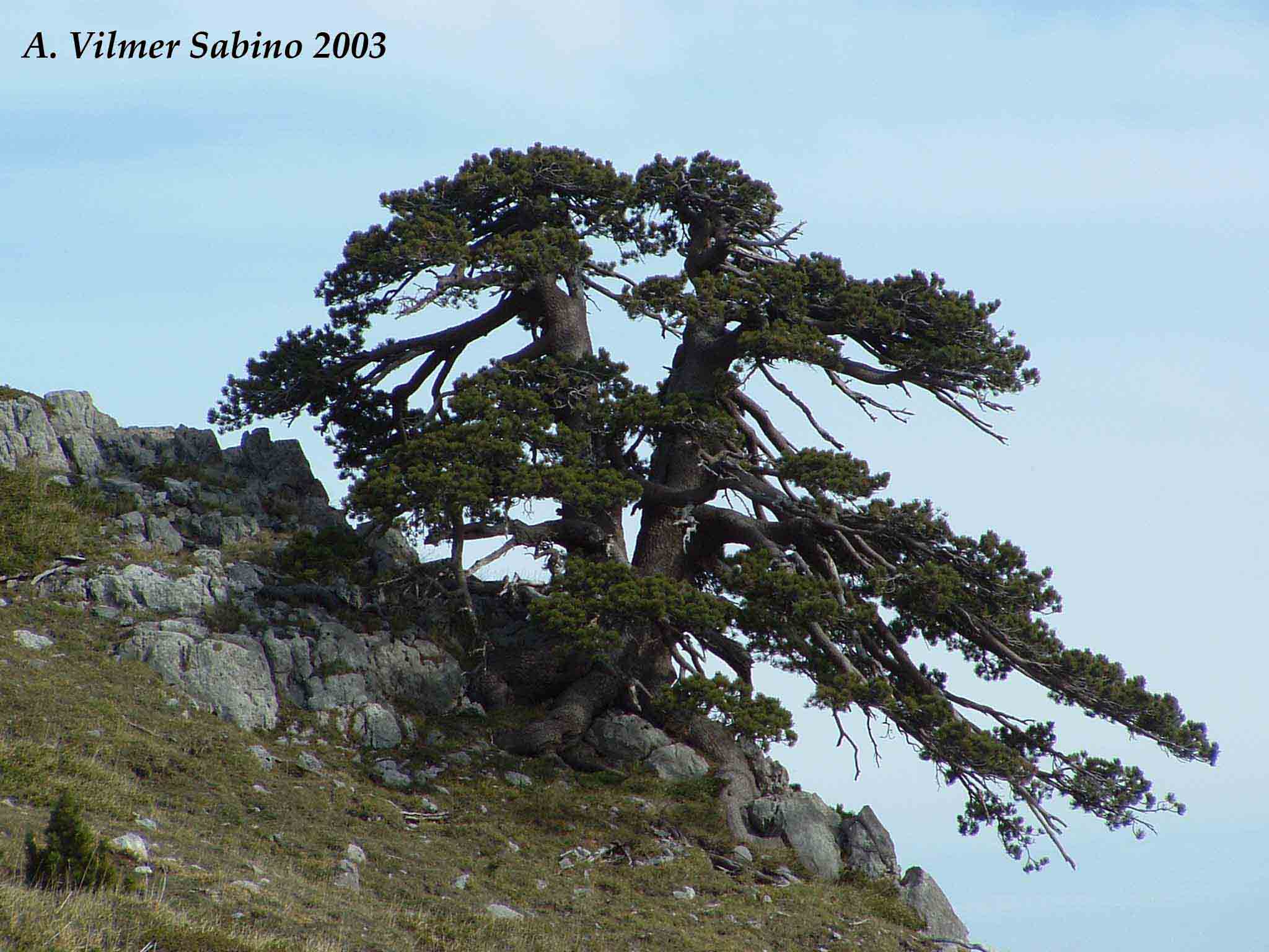 Tabella sperimentale  genere Pinus
