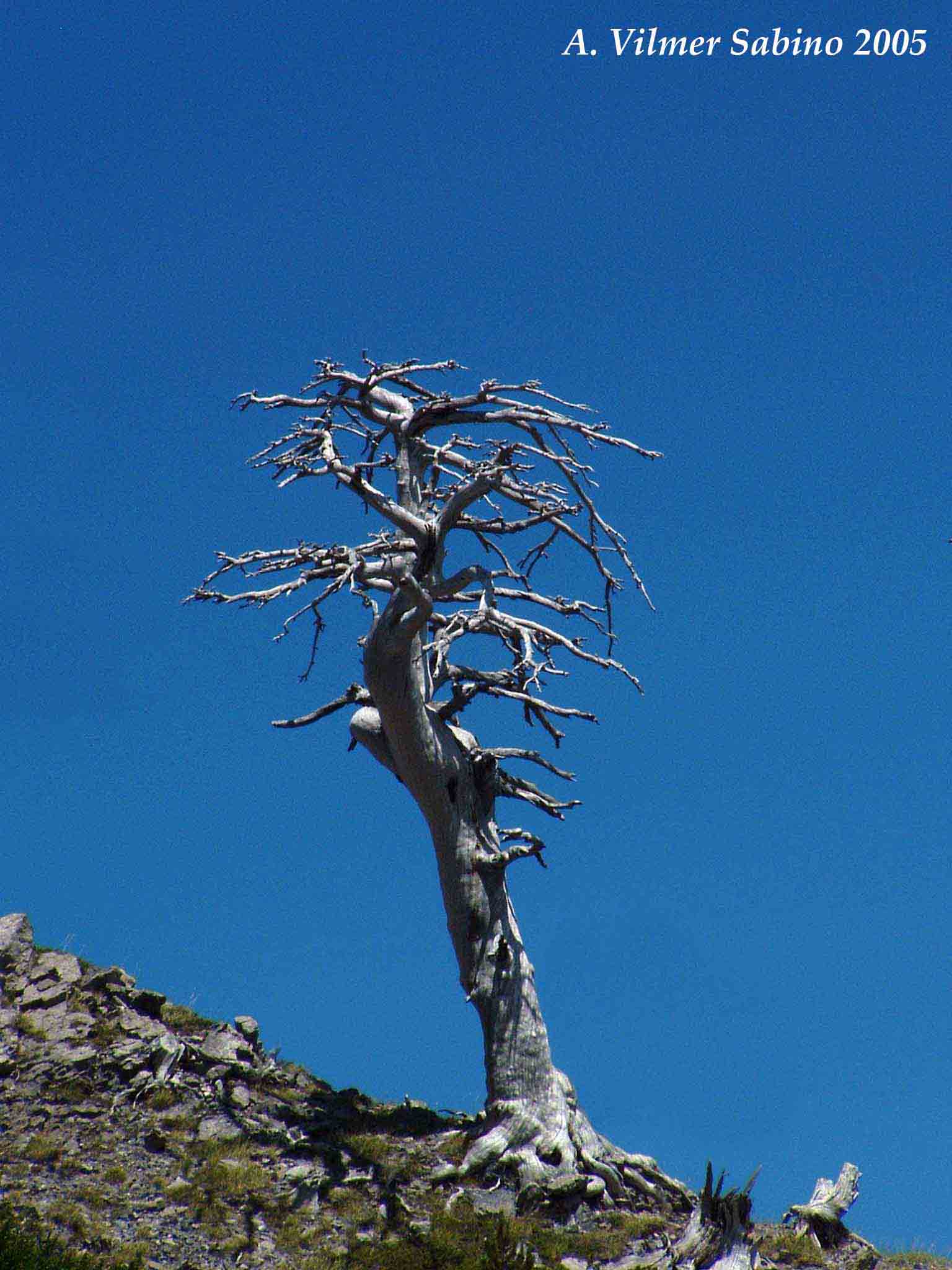 Pinus Leucodermis - PINO LORICATO