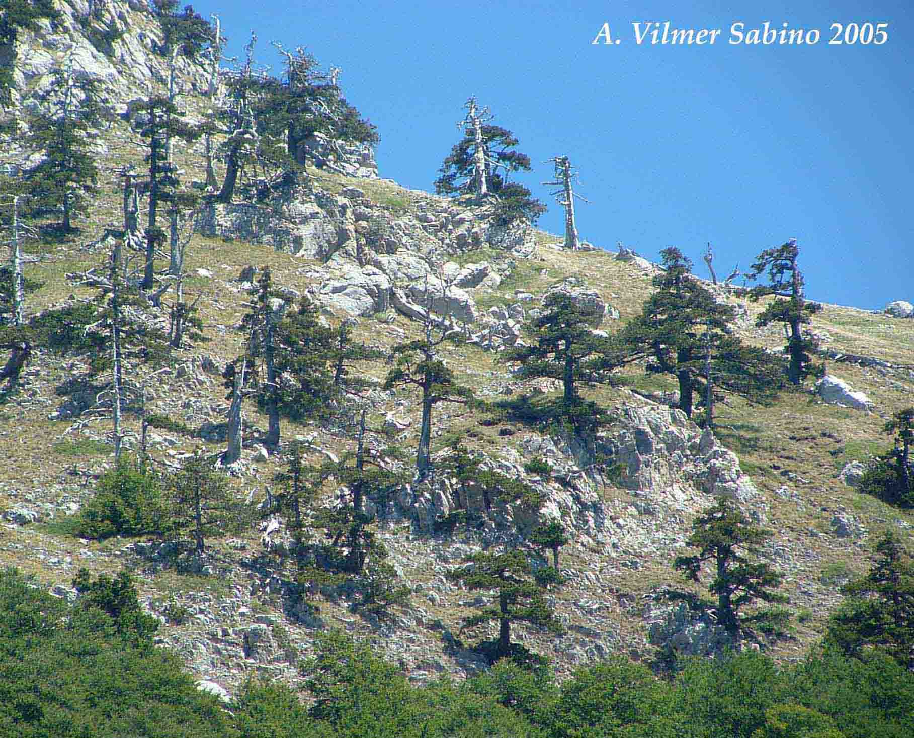 Pinus Leucodermis - PINO LORICATO