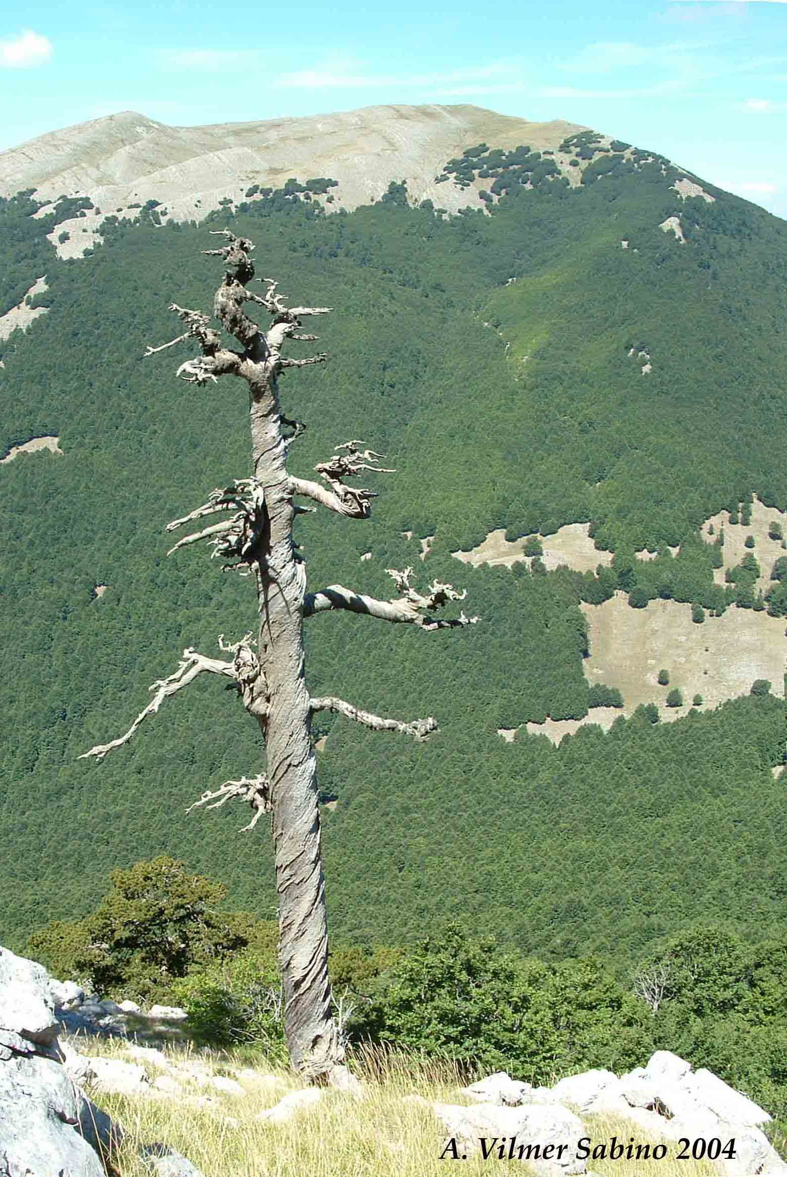 Pinus Leucodermis - PINO LORICATO