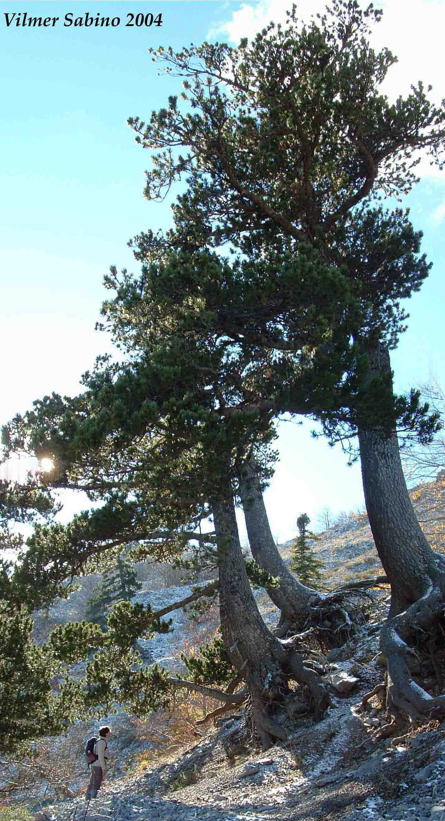 Pinus Leucodermis - PINO LORICATO