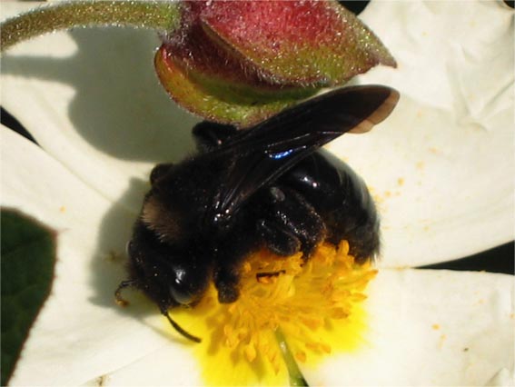 Xylocopa o Anthophora (o nessuna delle due?)