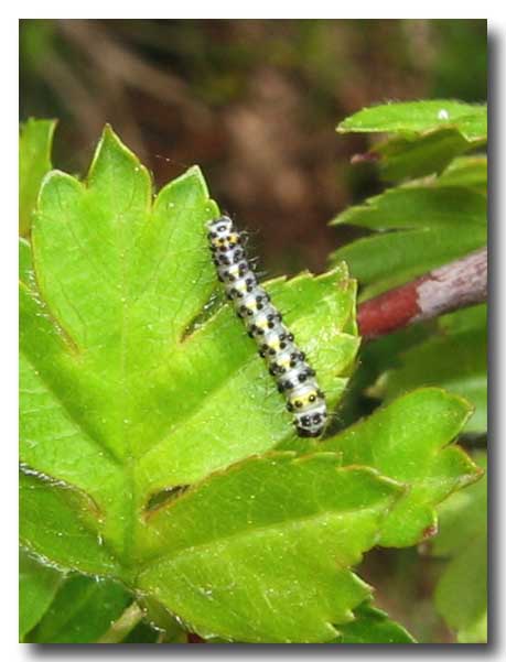 Diloba caeruleocephala