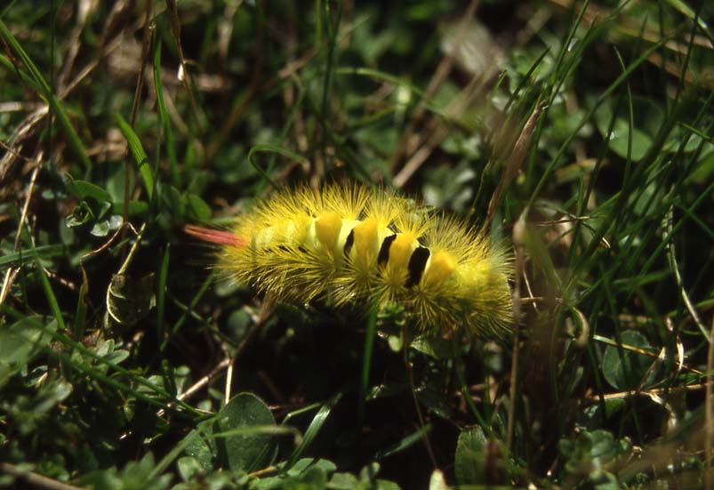 Bruco di Calliteara pudibunda