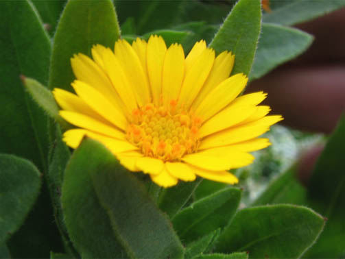 Calendula arvensis / Fiorrancio selvatico
