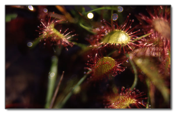 Drosera anglica / Drosera a foglie allungate