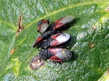 Mascheroni rossi e neri: Lygaeidae e Pyrrhocoridae