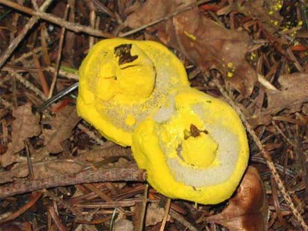 Sepedonium chlorinum ?