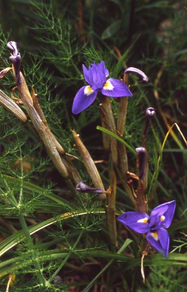 Moraea sisyrinchium / Giaggiolo dei poveretti