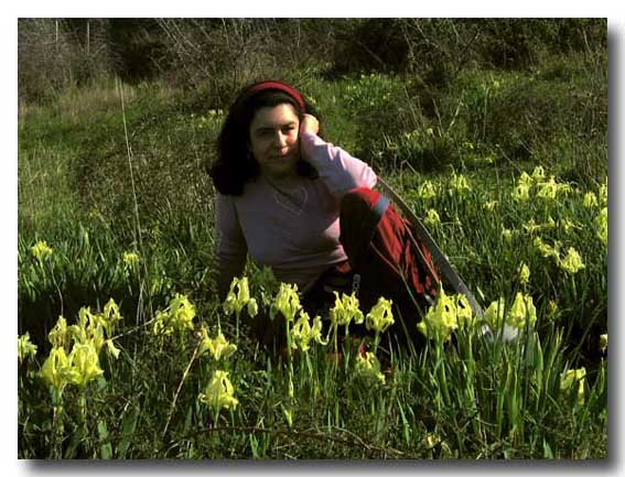 Iris pseudopumila / Giaggiolo siciliano