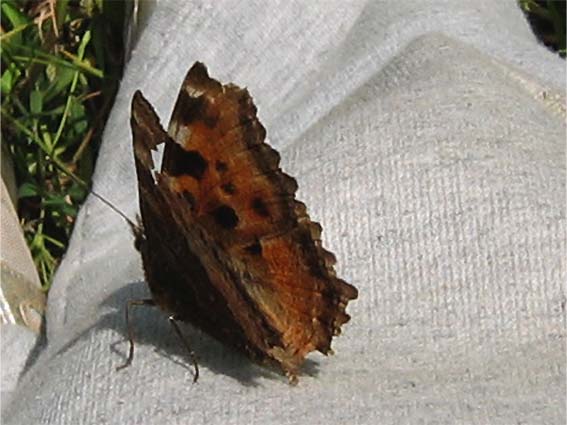 Nymphalis polychloros